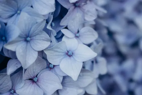 Tapeta Hortensja 4K · flowers · 3840×2560