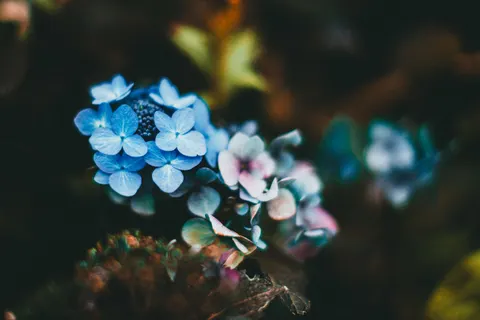 あじさい 4K壁紙 · flowers · 3840×2560