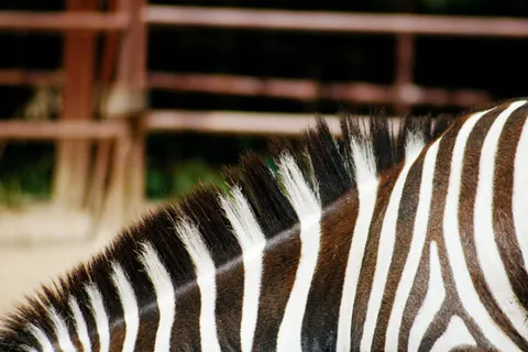 Hình nền Ngựa vằn 4K · animals · 3840×2560