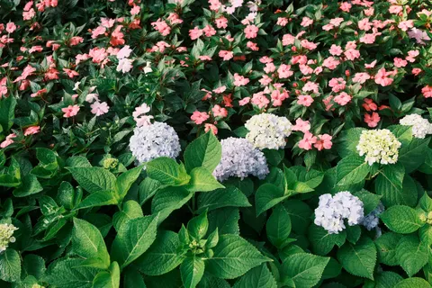 Tapeta Hortensja 4K · flowers · 3840×2560