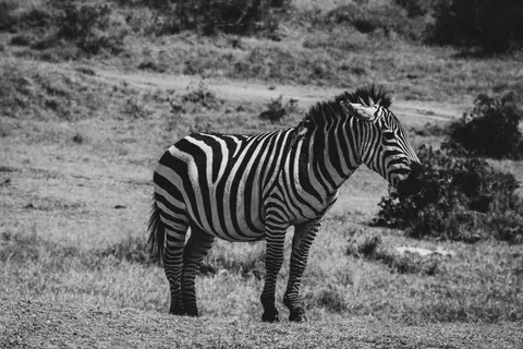 Zebra 4K Wallpaper · animals · 3840×2560