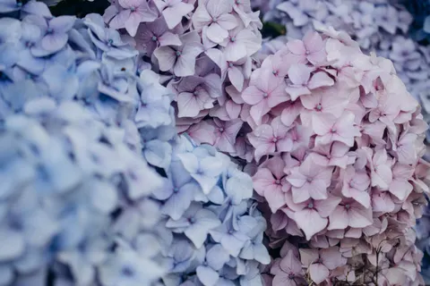 Tapeta Hortensja 4K · flowers · 3840×2560