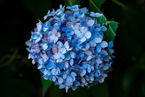 Tapeta Hortensja 4K · flowers · 3840×2560