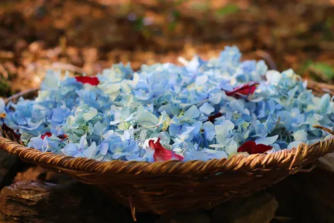 Hydrangea 4K Wallpaper · flowers · 3840×2560