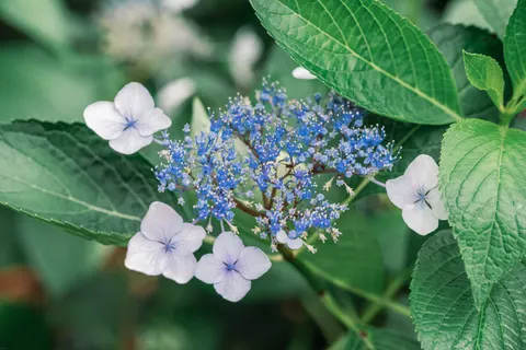 Tapeta Hortensja 4K · flowers · 3840×2560