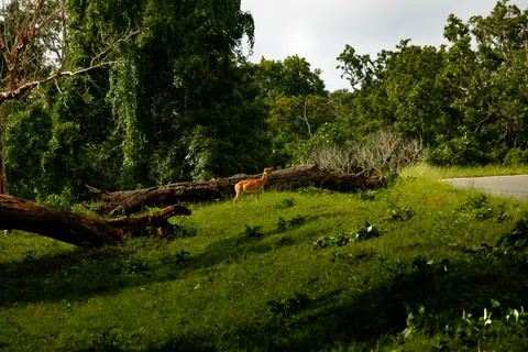 Fond d'écran Cerf 4K · animals · 3840×2560