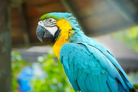 मकाओ तोता 4K वॉलपेपर · animals · 3840×2560