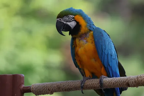 Macaw 4K Wallpaper · animals · 3840×2561