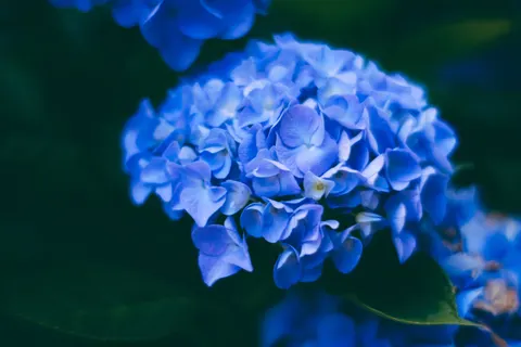 繡球花 4K桌布 · flowers · 3840×2560