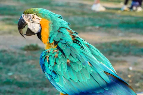Sfondo Ara 4K · animals · 3840×2560