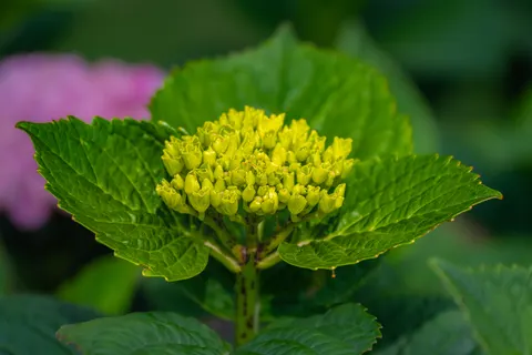 Tapeta Hortensja 4K · flowers · 3840×2560