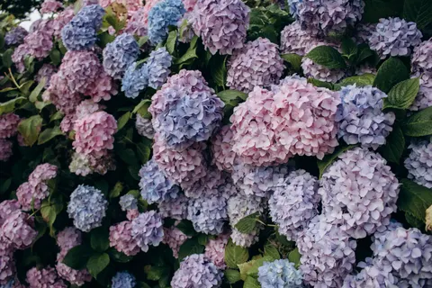 Sfondo Ortensia 4K · flowers · 3840×2560