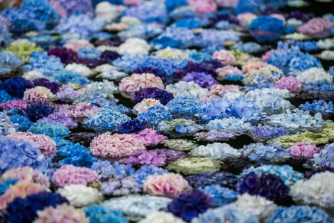 Tapeta Hortensja 4K · flowers · 3840×2560
