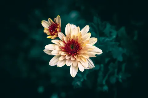 꽃 접사 4K 배경화면 · flowers · 3840×2560