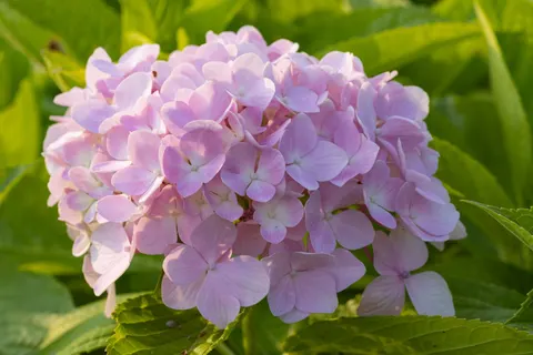 绣球花 4K壁纸 · flowers · 3840×2560