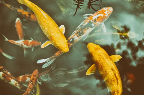 錦鯉 4K桌布 · animals · 3840×2553