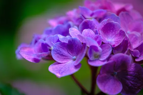 Tapeta Hortensja 4K · flowers · 3840×2560