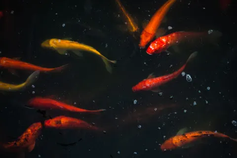 Koikarper 4K-achtergrond · animals · 3840×2560