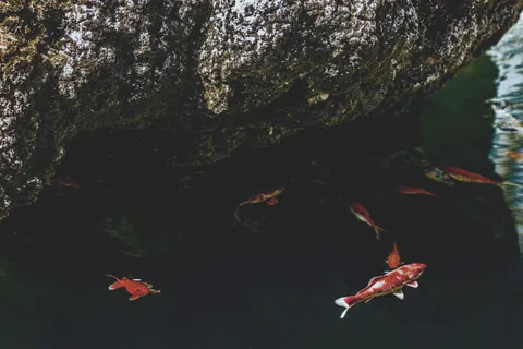 Sfondo Carpa koi 4K · animals · 3840×2560