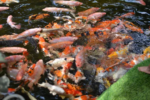 Koi Fish 4K Wallpaper · animals · 3840×2560