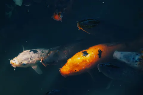 Sfondo Carpa koi 4K · animals · 3840×2560