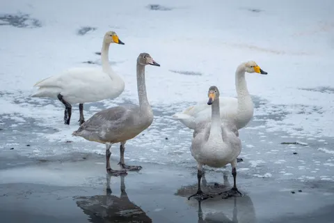 والپیپر قو با کیفیت 4K · animals · 3840×2560