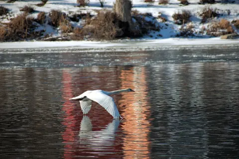 Swan 4K Wallpaper · animals · 3840×2563