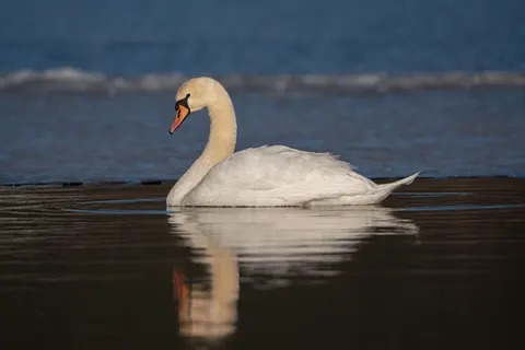 Swan 4K Wallpaper · animals · 3840×2561
