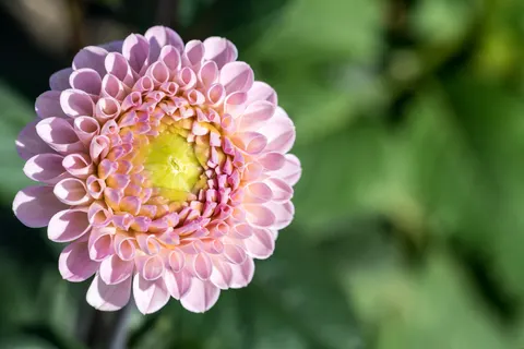 डेहलिया 4K वॉलपेपर · flowers · 3840×2560