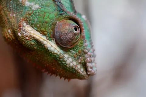 خلفية حرباء بدقة 4K · animals · 3840×2560