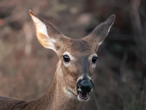 Hirsch 4K Hintergrundbild · animals · 3840×2880