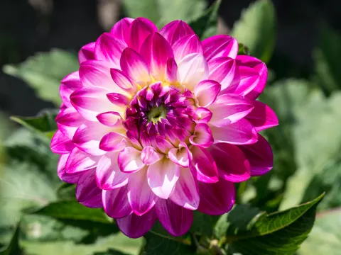 Dahlia 4K Wallpaper · flowers · 3840×2880