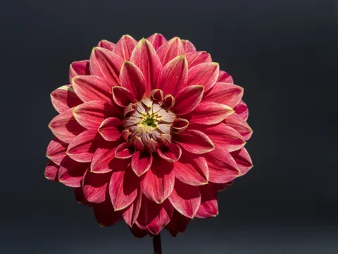 डेहलिया 4K वॉलपेपर · flowers · 3840×2880