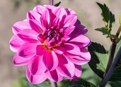 Dahlia 4K Wallpaper · flowers · 3840×2743