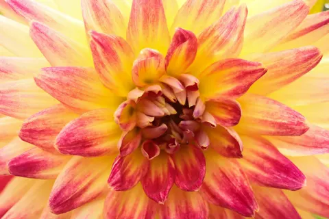Fondo de pantalla Dalia 4K · flowers · 3840×2560