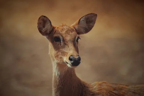 鹿 4K壁纸 · animals · 3840×2560