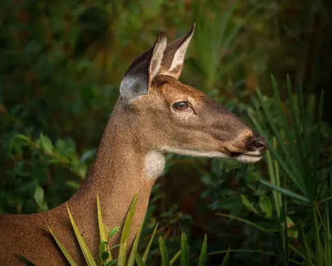 Papel de parede Cervo 4K · animals · 3840×3072