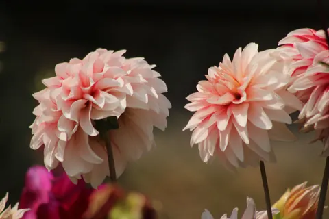 Dahlia 4K Wallpaper · flowers · 3840×2560
