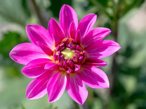 डेहलिया 4K वॉलपेपर · flowers · 3840×2880