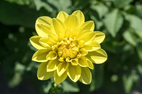 Fondo de pantalla Dalia 4K · flowers · 3840×2560