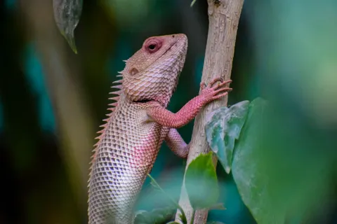 Papel de parede Camaleão 4K · animals · 3840×2560