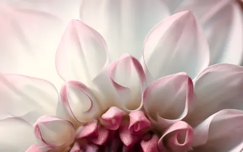 डेहलिया 4K वॉलपेपर · flowers · 3840×2407
