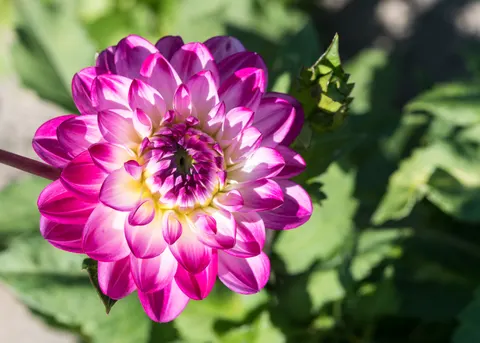 डेहलिया 4K वॉलपेपर · flowers · 3840×2743