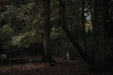 Deer 4K Wallpaper · animals · 3840×2560