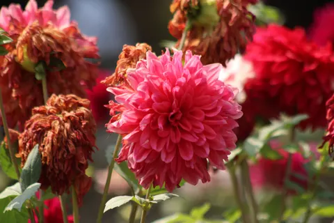 Обои Георгин 4K · flowers · 3840×2560