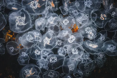 水母 4K壁纸 · animals · 3840×2560