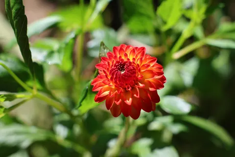 Wallpaper Bunga Dahlia 4K · flowers · 3840×2560