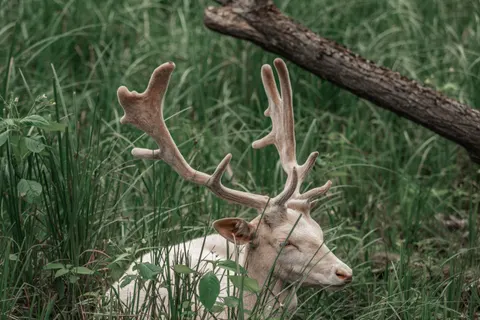Fond d'écran Cerf 4K · animals · 3840×2560
