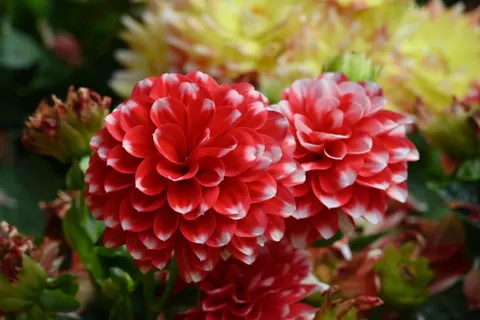 Fondo de pantalla Dalia 4K · flowers · 3840×2563
