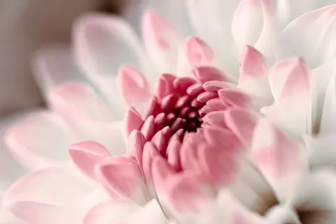 Dahlie 4K Hintergrundbild · flowers · 3840×2560